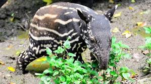 Sur.ly for drupal sur.ly extension for both major drupal version is. å‹•ç‰©åœ'é¦¬ä¾†è²˜å€‹æ€§å¤§ä¸åŒ è²˜è±† å¯¶å¯¶æ€•å†·ä¸ä¸‹æ°´ å››å­£ç·šä¸Š4gtv