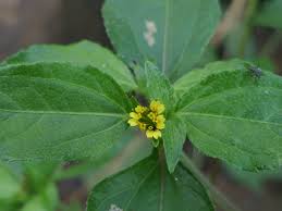 Image result for Synedrella nodiflora