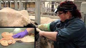 Bcf Technology Ultrasonography Of The Bovine Reproductive Tract Video 7 -  The Non-Pregnant Cow - Youtube