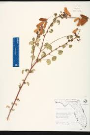 Image result for Crotalaria incompta