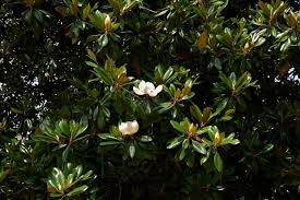 Thank you for your insights on how to save a dying tree. How To Revive A Dying Magnolia Tree Can You Still Save It
