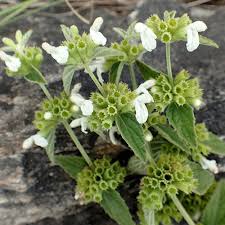 Image result for Leucas milanjiana