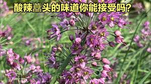 藠頭別稱叫薤，藠頭和薤白都是中草藥原材料 ...