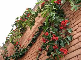 Image result for Clerodendrum splendens