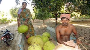 Cook till both the sides are golden brown in colour. Jackfruit Enjoys A Second Spring In Kerala Huffpost India Life