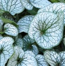 Brunnera Macrophylla Alexander S Great Siberian Bugloss Alexander S Great Macrophylla Shade Plants Plants