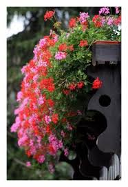 Home / éénjarige planten / hanggeranium (oostenrijkse) rood. 27 Ideeen Over Balkons Oostenrijk Oostenrijk Bloembakken Ramen En Deuren