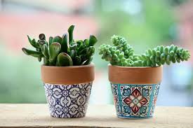 L'assortimento di piante da interni in vendita online che bakker ti. Un Giardino Di Piante Grasse Dentro Casa Guida Giardino