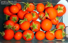 Image result for Solanum capsicoides