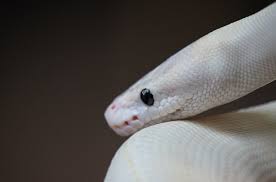 Some are huge, some are small, and virtually all are amazing to observe in. Blue Eyed Leucistic Ball Python Bel Morph Care Sheet Everything Reptiles