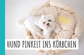 Viele wundern sich, dass ein unbedarfter hund plötzlich ins bett pinkelt. Hund Pinkelt Ins Korbchen 6 Ursachen Losung 2021 Hunde Zauber