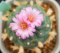 Su clasificación depende de los usos que se les dé. Tipos De Cactus Sin Espinas Ideales Para Interior Blog Miroytengo