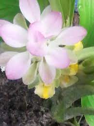 I Don T Know What The Flower Is The Root Looks Like A Ginger Plant Ginger Plant Plants Flowers