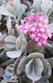 Tweet Kalanchoe Pumila Silver Gray Silvery Gray Leaves With Toothed Margins At The Tips Leaves Have A Rosy Cacti And Succulents Succulents Succulent Gardening