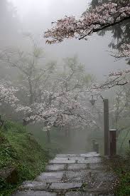 Sakura And Fog Japan Zen Garden Design Beautiful Nature Zen Garden