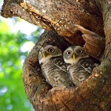 Did You Hear That 3 Owls Wildlifephotography Nature Iloveowls Owlphotography Birds Amazingcreatures Animalspirit Owl Pet Birds Owl Photography Owl