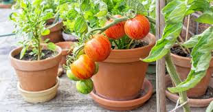 They can be as delicious as they are beautiful. The Best 11 Vegetables To Grow In Pots And Containers Gardener S Path
