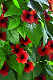 Inspiration Thunbergia Blackeyed Arizona Susan Alata Vine Glow Bgm Byblack Eyed Susan Vine Arizona Glow Thunbergi Fleurs Rouges Fleurs Fleur Amour