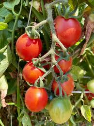 Image result for tomato Datterino