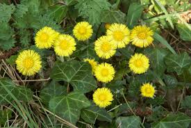 8 hours, dc 20 intelligence check, expires after 1 year effect: Backyard Patch Herbal Blog Coltsfoot Herb Of The Week