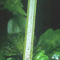 Image result for Lecanthus