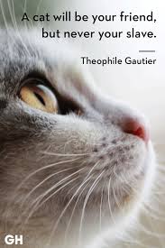 My cat started ghost hunting and now investigates the purranormal. 25 Best Cat Quotes That Perfectly Describe Your Kitten Funny And Cute Cat Quotes