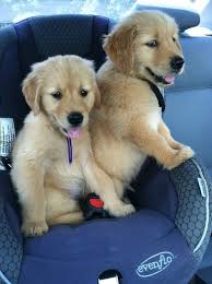 The Car Seat Buddies Cute Dogs Cute Animals Baby Animals