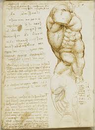 The key muscle in the control of respiration. Muscles Of The Torso Side View By Leonardo Da Vinci