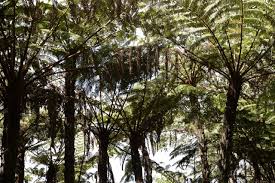 Image result for Cyathea manniana