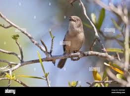 Image result for Newtonia