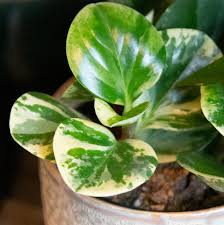 It produces dark green leaves with. Peperomia Golden Gate Porch Light