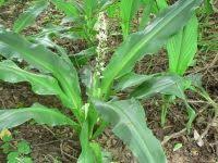 Image result for Chlorophytum macrophyllum