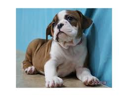 The valley bulldog has an excellent temperament and when socialized properly can get along with all other breeds of dogs. Valley Bulldog Dog Female Red White 2003489 Petland Lewis Center