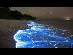 You will be taken to the beautiful tropical beach. Sea Of Stars Vaadhoo Island Maldives Youtube