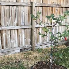 Our team has the capabilities needed to provide professional services to. Xtreme Landscaping 14 Photos Landscaping 9762 87th Pl Boynton Beach Fl Phone Number
