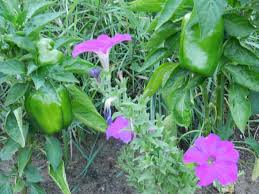 Natural pest control for houseplants. Using Plants For Natural Pest Control In Vegetable Gardens The Country Basket