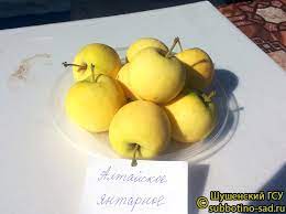 Яблоня Алтайское янтарное