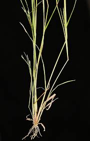 Image result for Eragrostis patens