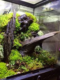 4ab5ab20bd5f4c31f576c6469d4887a3 Jpg 720 960 Pixels Frog Terrarium Vivarium Dart Frog Vivarium