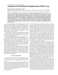 Image result for Hibiscus hiernianus