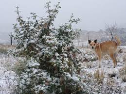 Considerar gasto de limpieza y desinfección de $2500 pesos que se abona por única vez en la estadía. Fotos La Primera Nevada Del 2021 En Cordoba Eldoce Tv