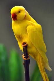 Sign In Pet Birds Beautiful Birds Pretty Birds
