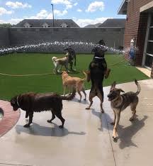 We are proud of our team and. Cat Dog Boarding In Crown Point In Coyne Veterinary Center