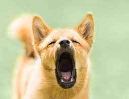 How To Deal With Out Of Control Dog Barking The Bark