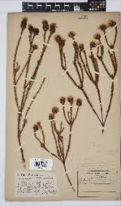 Image result for Sphaeranthus randii