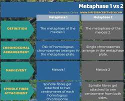 Maybe you would like to learn more about one of these? Perbezaan Antara Metaphase 1 Dan 2 Sains Alam Perbezaan Antara Objek Dan Istilah Yang Sama