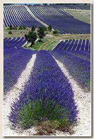 Pin By F Kane On Flower Gardens Fields Lavender Fields France Lavender Fields Lavender Garden