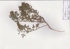 Image result for Melolobium