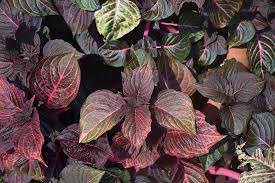 Image result for Iresine herbstii