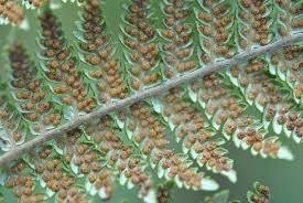Image result for Cheilanthes quadripinnata
